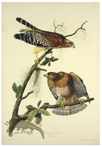 Red-shouldered Hawk L.E.